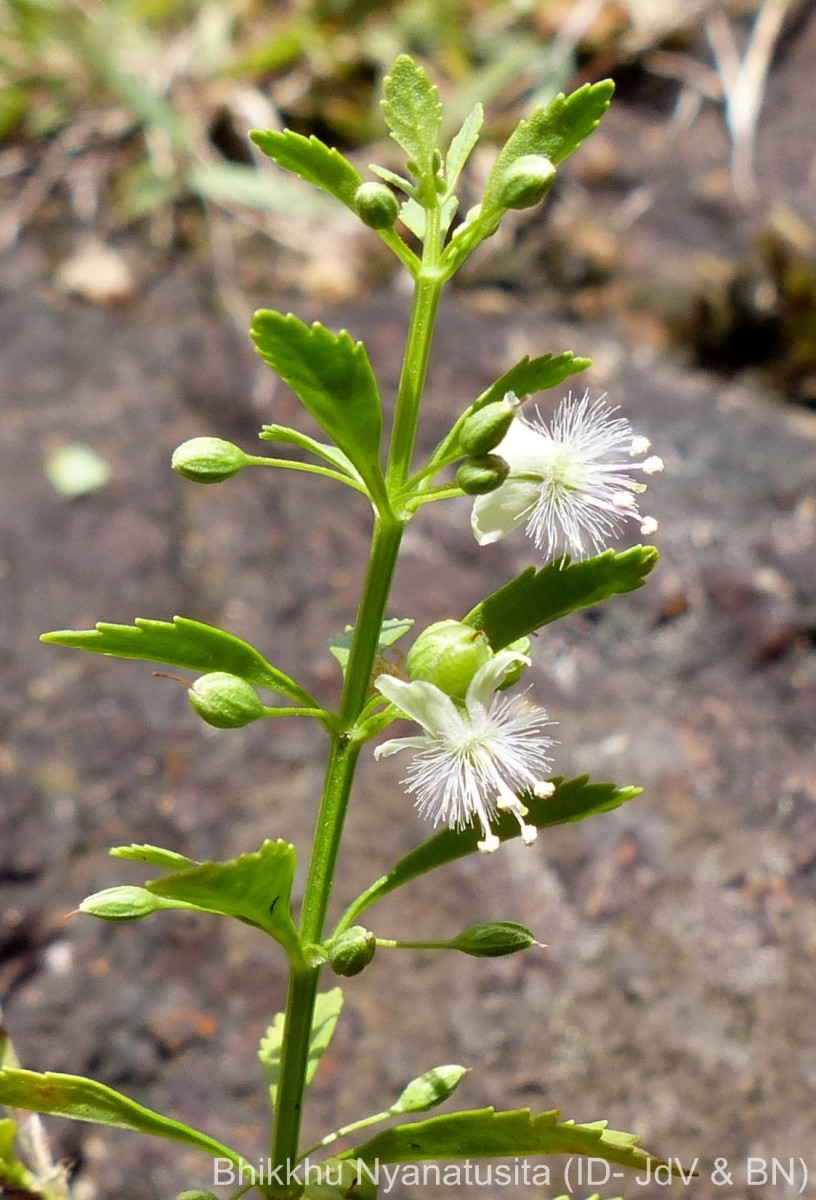 Scoparia dulcis L.